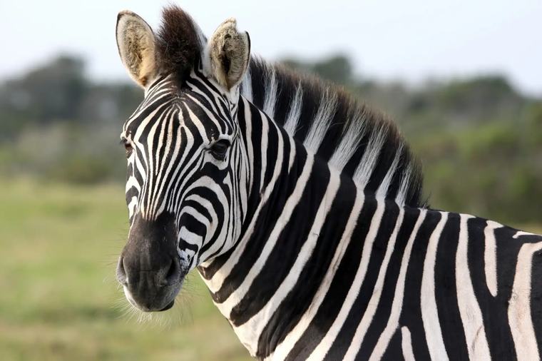 Dögkútba dobták a negyedik hatvanpusztai zebra tetemét